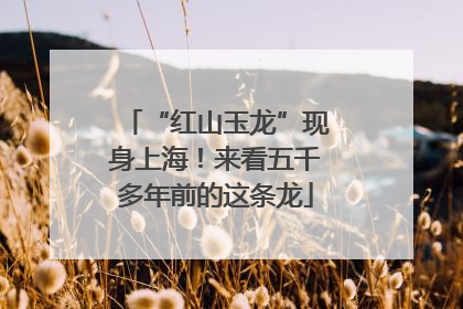 “红山玉龙”现身上海！来看五千多年前的这条龙