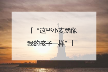 “这些小麦就像我的孩子一样”