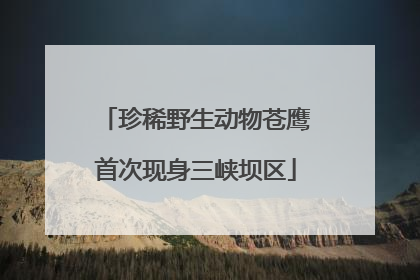 珍稀野生动物苍鹰首次现身三峡坝区
