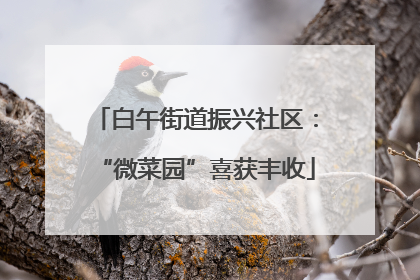 白午街道振兴社区：“微菜园”喜获丰收