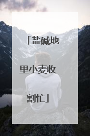 盐碱地里小麦收割忙
