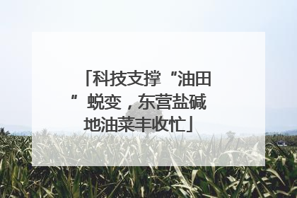科技支撑“油田”蜕变，东营盐碱地油菜丰收忙