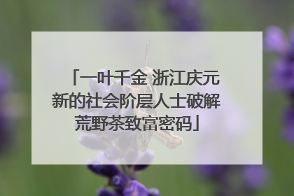 一叶千金 浙江庆元新的社会阶层人士破解荒野茶致富密码