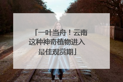 一叶当舟！云南这种神奇植物进入最佳观赏期