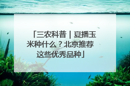 三农科普｜夏播玉米种什么？北京推荐这些优秀品种