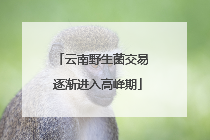 云南野生菌交易逐渐进入高峰期