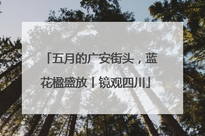 五月的广安街头，蓝花楹盛放丨镜观四川