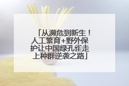 从濒危到新生！人工繁育+野外保护让中国绿孔雀走上种群逆袭之路
