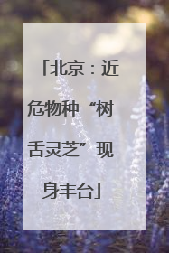 北京：近危物种“树舌灵芝”现身丰台