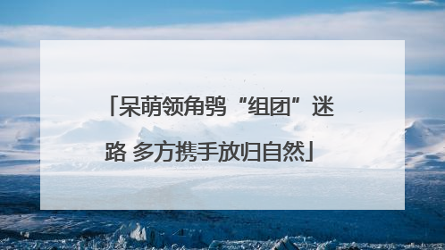 呆萌领角鸮“组团”迷路 多方携手放归自然