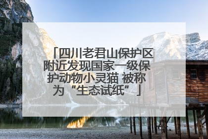 四川老君山保护区附近发现国家一级保护动物小灵猫 被称为“生态试纸”