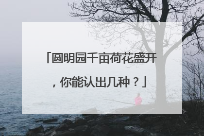 圆明园千亩荷花盛开，你能认出几种？