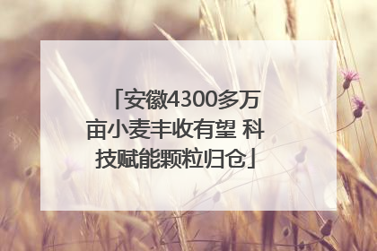 安徽4300多万亩小麦丰收有望 科技赋能颗粒归仓
