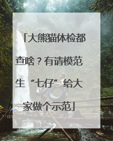 大熊猫体检都查啥？有请模范生“七仔”给大家做个示范