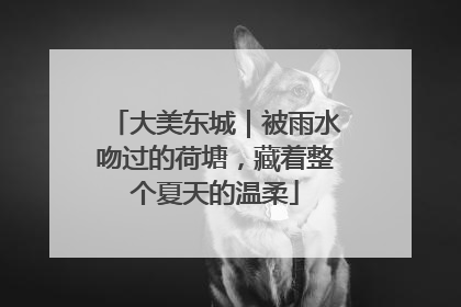 大美东城｜被雨水吻过的荷塘，藏着整个夏天的温柔