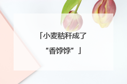 小麦秸秆成了“香饽饽”