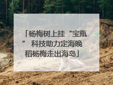 杨梅树上挂“宝瓶” 科技助力定海晚稻杨梅走出海岛