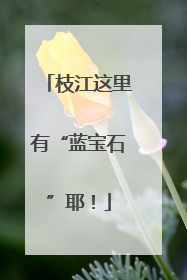 枝江这里有“蓝宝石”耶！