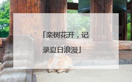 栾树花开，记录夏日浪漫