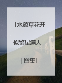 水蕴草花开 似繁星满天｜图集