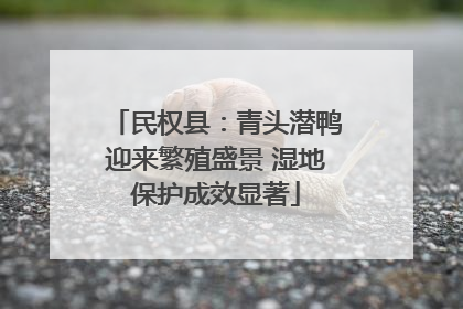 民权县：青头潜鸭迎来繁殖盛景 湿地保护成效显著