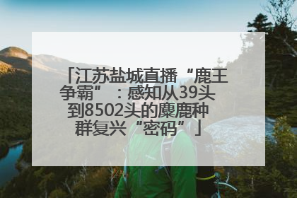 江苏盐城直播“鹿王争霸”：感知从39头到8502头的麋鹿种群复兴“密码”