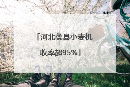 河北蠡县小麦机收率超95%