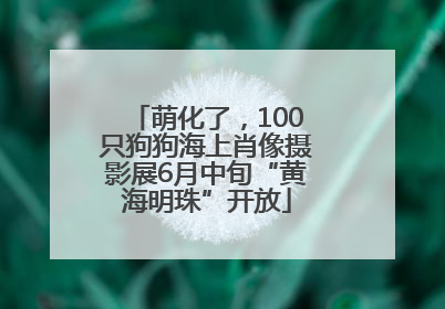 萌化了，100只狗狗海上肖像摄影展6月中旬“黄海明珠”开放