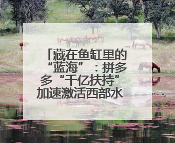 藏在鱼缸里的“蓝海”：拼多多“千亿扶持”加速激活西部水族大市场