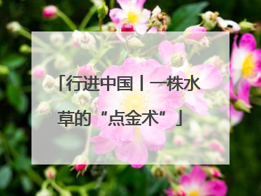 行进中国丨一株水草的“点金术”