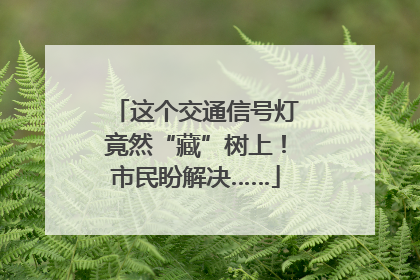 这个交通信号灯竟然“藏”树上！市民盼解决……