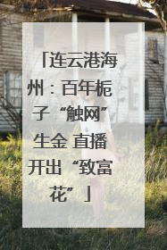 连云港海州：百年栀子“触网”生金 直播开出“致富花”