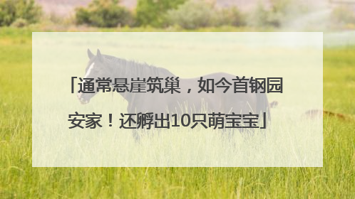 通常悬崖筑巢，如今首钢园安家！还孵出10只萌宝宝