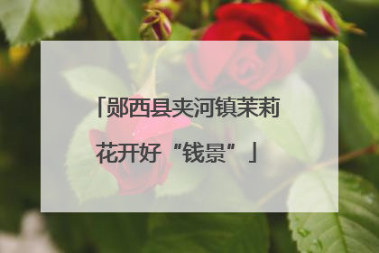 郧西县夹河镇茉莉花开好“钱景”