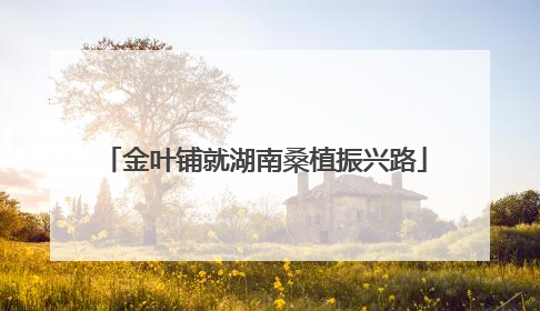 金叶铺就湖南桑植振兴路