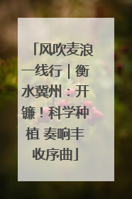 风吹麦浪一线行｜衡水冀州：开镰！科学种植 奏响丰收序曲