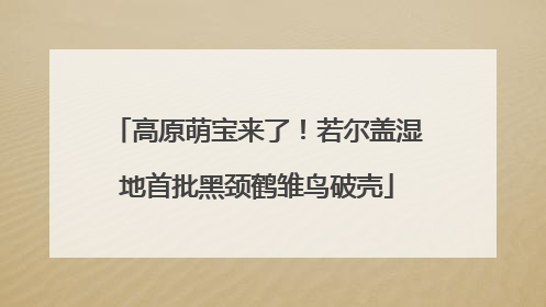 高原萌宝来了！若尔盖湿地首批黑颈鹤雏鸟破壳