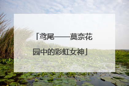 鸢尾——莫奈花园中的彩虹女神