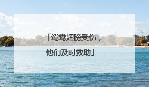 鸳鸯翅膀受伤，他们及时救助